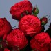 Уникальные садовые розы