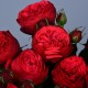 Уникальные садовые розы